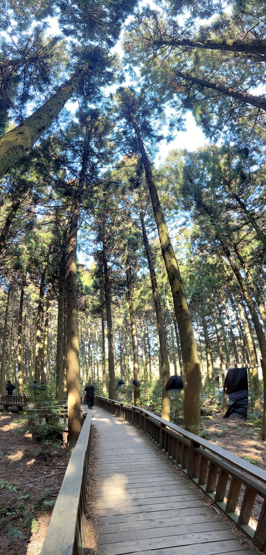 Forest boardwalk winding through tall trees in Jeju