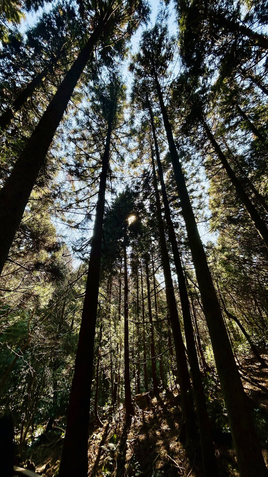 Tall trees and sunlight in a forest in Jeju