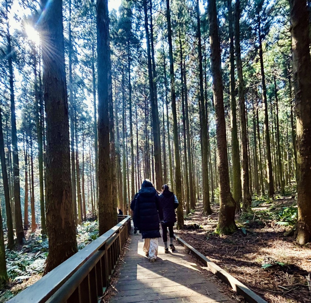 Wooden forest boardwalk through tall trees in Jeju