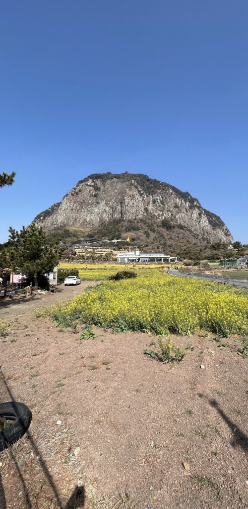 Sanbangsan Mountain in Jeju behind a field of yellow flowers
